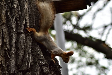 squirrel on a tree