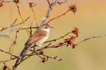 Common whitethroat (Sylvia communis) sitting in a bush Juist, East Frisian Islands, Germany.