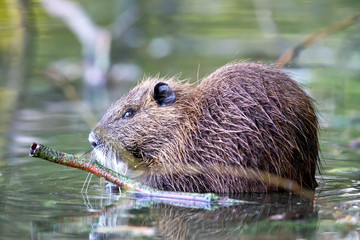Nutria (Myocaster coypus) in a lake in the nature protection area Moenchbruch near Frankfurt, Germany.