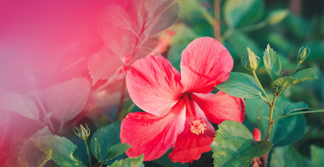 Red Single Beautiful Hibiscus Flowerб Natural floral background and texture, cover postcard with a beautiful garden flower