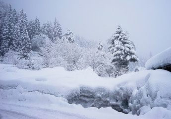 Fototapeta premium Snowy winter trees and snowdrifts at the forest