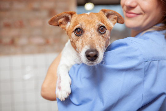Close up of a cute funny jack russel terrier in the arms of a female veterinarian doctor. Healthy pets, profession concept