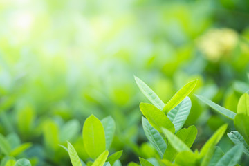 Natural green plant under sunlight for nature background.
