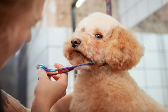 Close up of adorable fluffy dog getting its fur cut by professional dog groomer