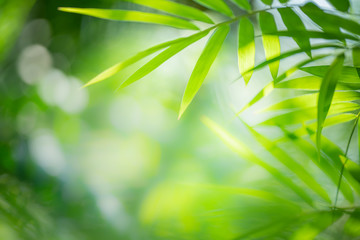 Fototapeta na wymiar Bamboo leaf on blurred background. Tropical green plant in summer. 