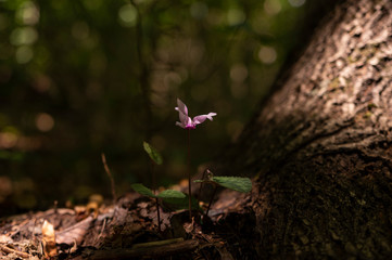European Purple Cyclamen (Cyclamen purpurascens) under the shade in a Czech forest.