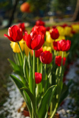 Colorful tulip flowers blooming at public park