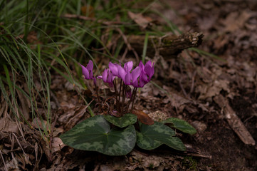 European purple cyclamen - Cyclamen purpurascens - in the shady forest, Czech Republic