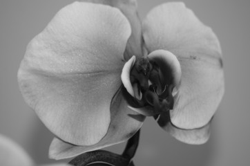 Orchid in white and black