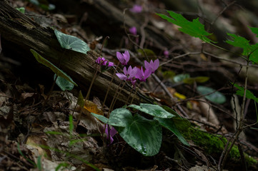 European purple cyclamen - Cyclamen purpurascens - in the shady forest, Czech Republic