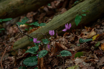 European purple cyclamen - Cyclamen purpurascens - in the shady forest, Czech Republic