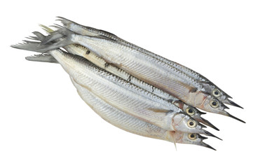 Many halfbeak fish isolated on white background