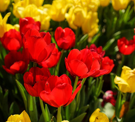 Colorful tulip flowers blooming at public park