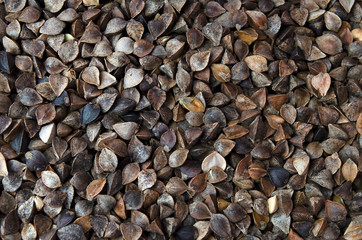 Background, texture, buckwheat seeds. Dark buckwheat seed texture. The texture of cereals is buckwheat. Crop production, organic farming. Buckwheat seed peel background texture.