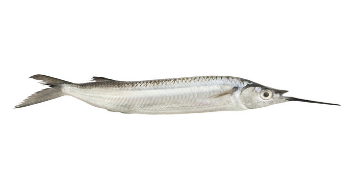 Halfbeak fish isolated on white background