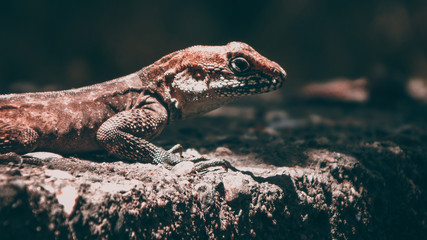 lizard on rock