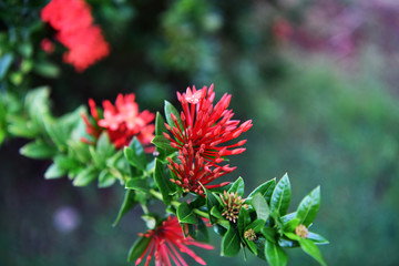 red tropical flowers on a dark background