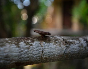 brown mushroom on a tree trunk