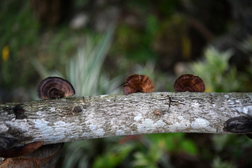brown mushroom on a tree trunk