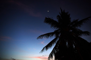 palm branches against the black sky with stars and the moon