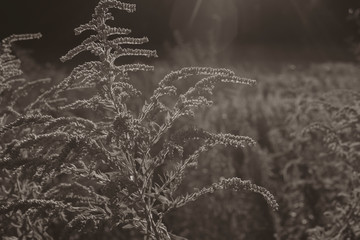 Canadian goldenrod (Solidago canadensis) in sunshine with lensflare and sun rays, Canadian goldenrod (Solidago canadensis), summer meadow, nature, close-up, black and white, silky contrast