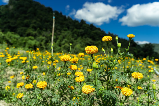 Field Of Yellow Carnations