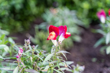 Detail of some pink flowers in the middle of a field of flowers