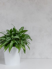 potted Aglaonema houseplant on a white table. copy space. plant scandinavian interior