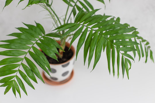 Green Palm Leaves Houseplant Chamaedorea On A White Background, Top View. Home Decor Concept.