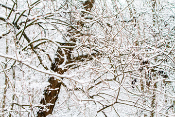 White winter landscape with snowfall
