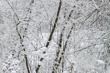 White winter landscape with snowfall