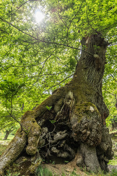Nature everywhere