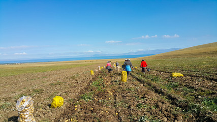 workers go to eat after work, Farm Workers Harvest Potatoes. Fresh organic potatoes in the field.