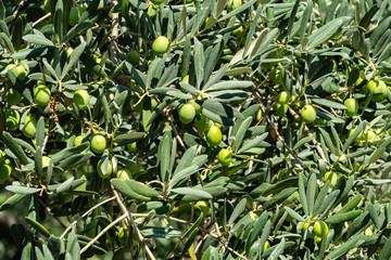Close-up beautiful green olives on branches Olive trees (Olea europaea) in relic 200 year old olive grove in Aivazovsky landscape park (Park Paradise) in Partenit, Crimea. Selective focus