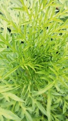 background of green leaves