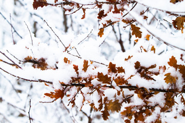 White winter landscape with snowfall