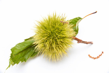 Green twig of sweet chestnut, Fruits and leaves.