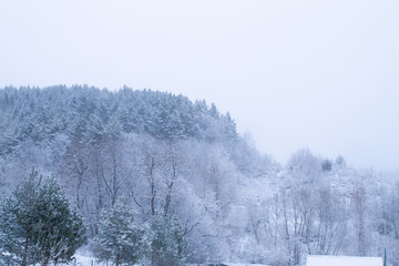 White winter landscape with snowfall