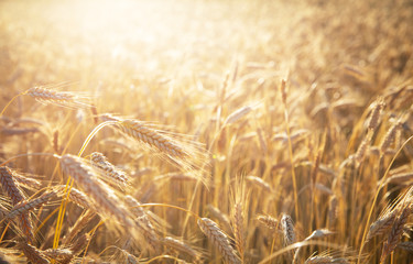 Field of rye in a summer sunrise time. Harvesting period