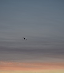 sunrise and bird