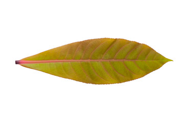 Leaf of the tree (Syzygium malaccense) on a white background (clipping path)