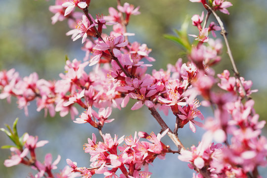 Spring blossom background. Blooming almond tree. Pink flowers on a tree