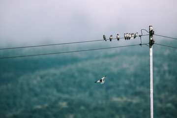 Birds on a power cable