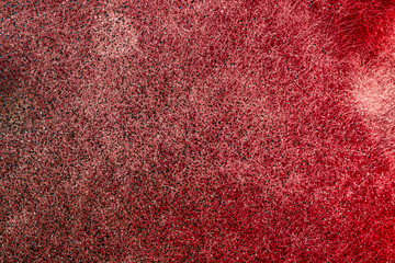 Macro shooting of molds posing a danger to humans. spores and mold root system are visible in the photo