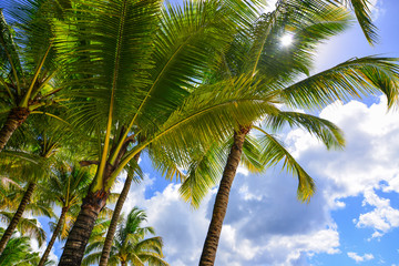 Fototapeta premium Green coconut palm trees against blue sky
