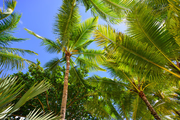 Green coconut palm trees against blue sky