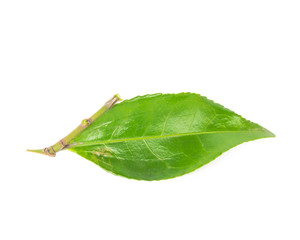 Fototapeta na wymiar Studio shot one organic green tea leaf isolated on white background