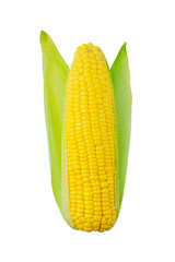 Fresh Corn isolated on white background clipping path