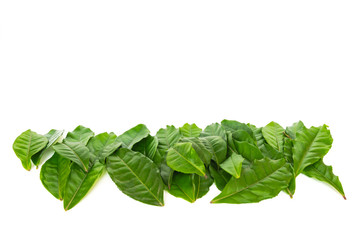 Studio shot collection of green tea leaves isolated on white background