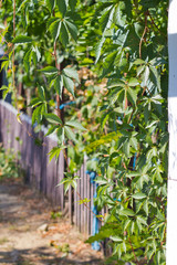 green grapes encircling an old wooden fence